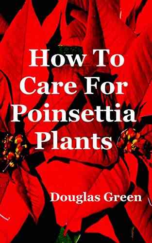 How To Care For Poinsettia Plants (Beginner Gardening 5)