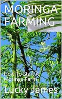MORINGA FARMING: How To Start A Moringa Farm