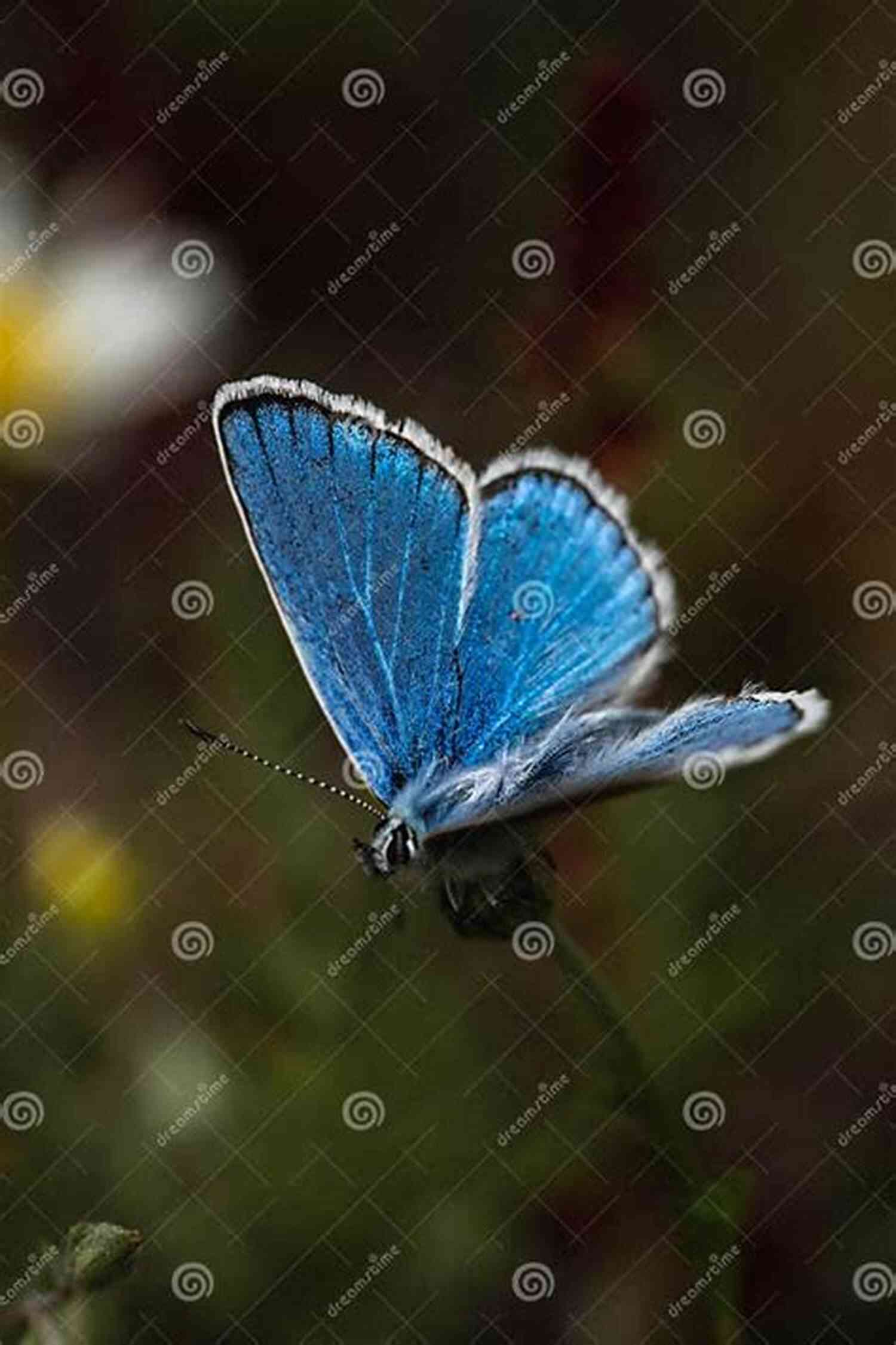 A Lone Butterfly, Dances Gracefully Through Air, Embracing Freedom HAIKUS INSPIRED BY TSUREZURE GUSA PART 3