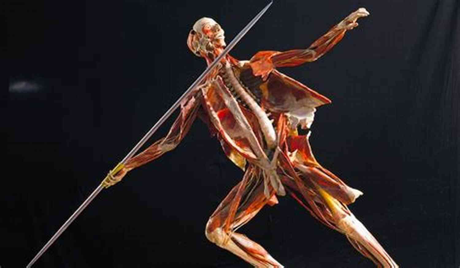Anatomy Advanced Wendall Thomas Exploring The Intricacies Of The Human Body Anatomy Advanced Wendall Thomas