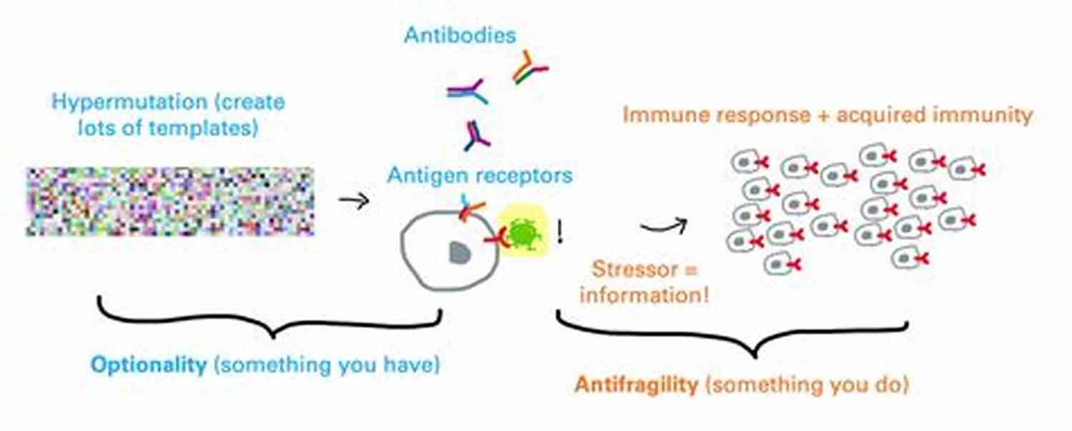 Antifragile Immune System Antifragile: Things That Gain From Disorder (Incerto 3)