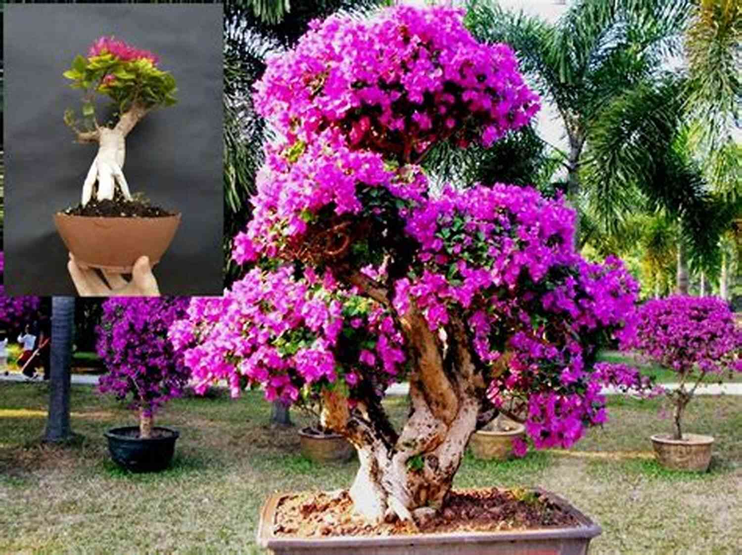 Bougainvillea Bonsai A Vibrant Burst Of Color In Your Garden Bougainvillea Bonsai: Important Hint On Bougainvillea Bonsai And Its Guidelines