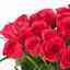 Cerise Rose