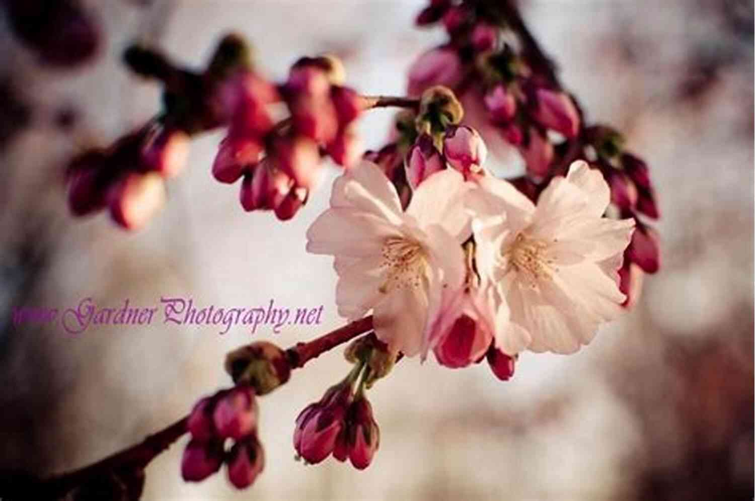 Cherry Blossoms Bloom, Their Delicate Petals Fall, Dancing With The Wind HAIKUS INSPIRED BY TSUREZURE GUSA PART 3