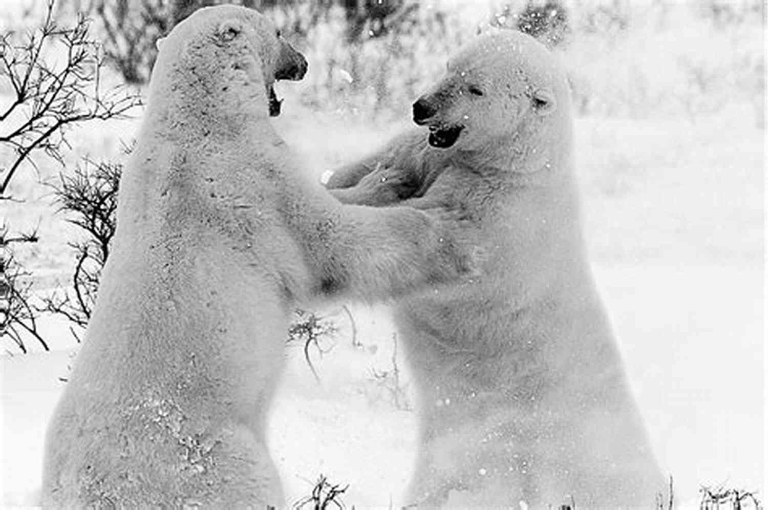 Close Encounter With Winter Wildlife From Winter To WInter Handugs Smithson
