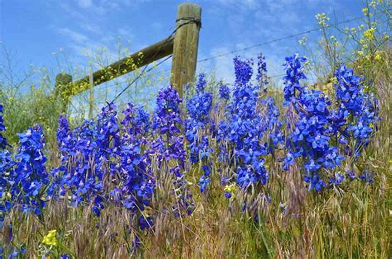 Colorful Wyoming Wildflowers In Full Bloom Under The Rain Remembering Rainy (Whispers In Wyoming 25)