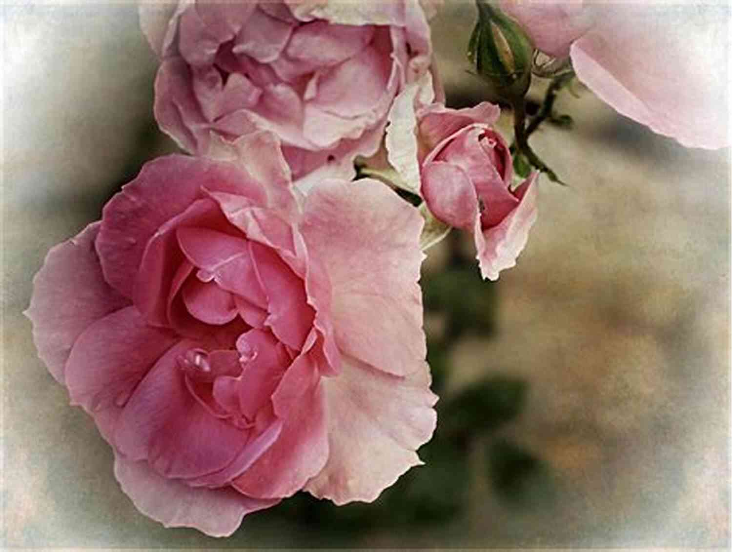 Day Old Roses Rusted Roads And Day Old Roses