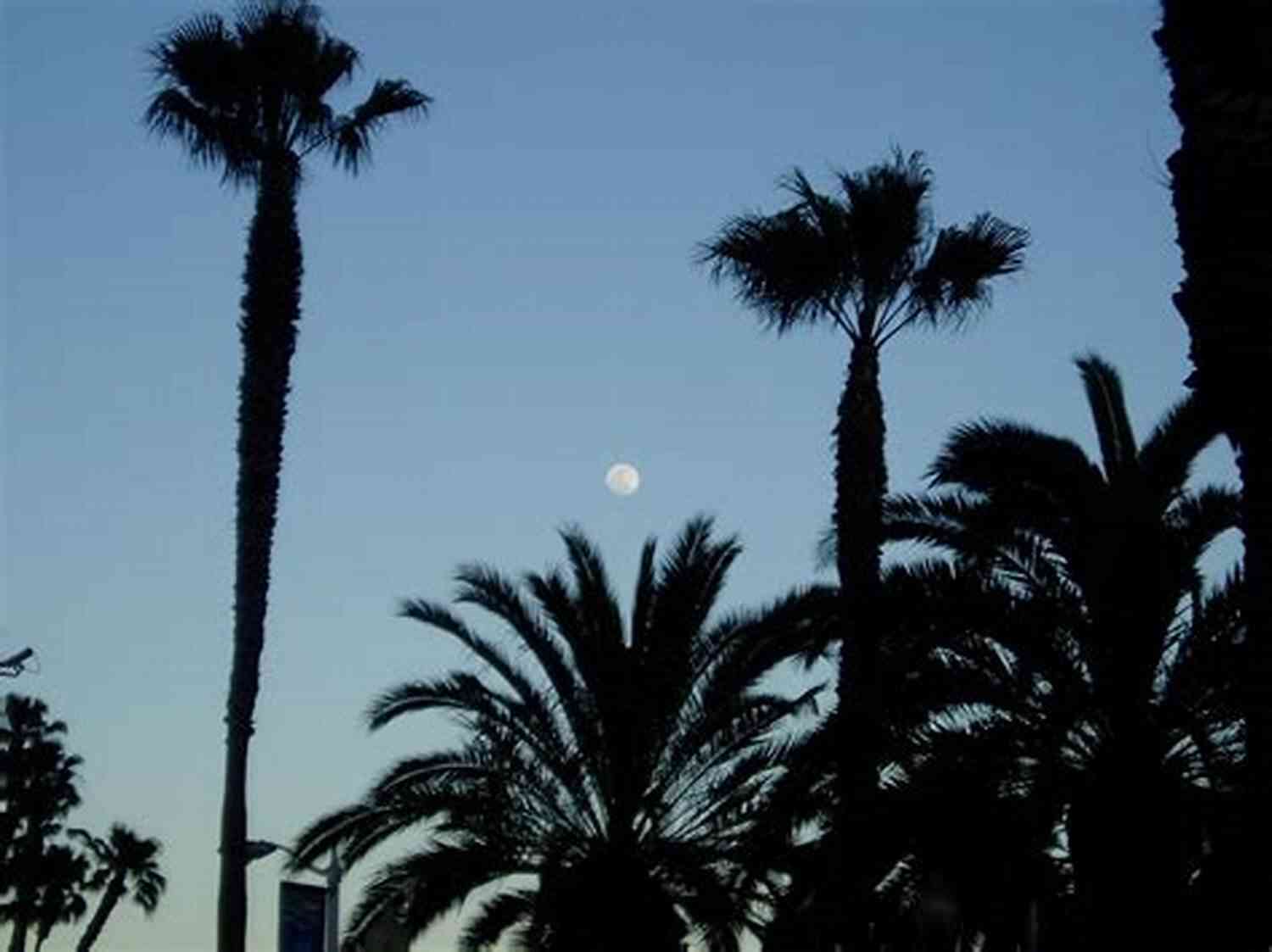 San Diego Vibrant Sunset With Golden Rays Embracing The Pacific Ocean And Silhouetting Palm Trees Secrets Of White Sands Cove: A San Diego Sunset 1