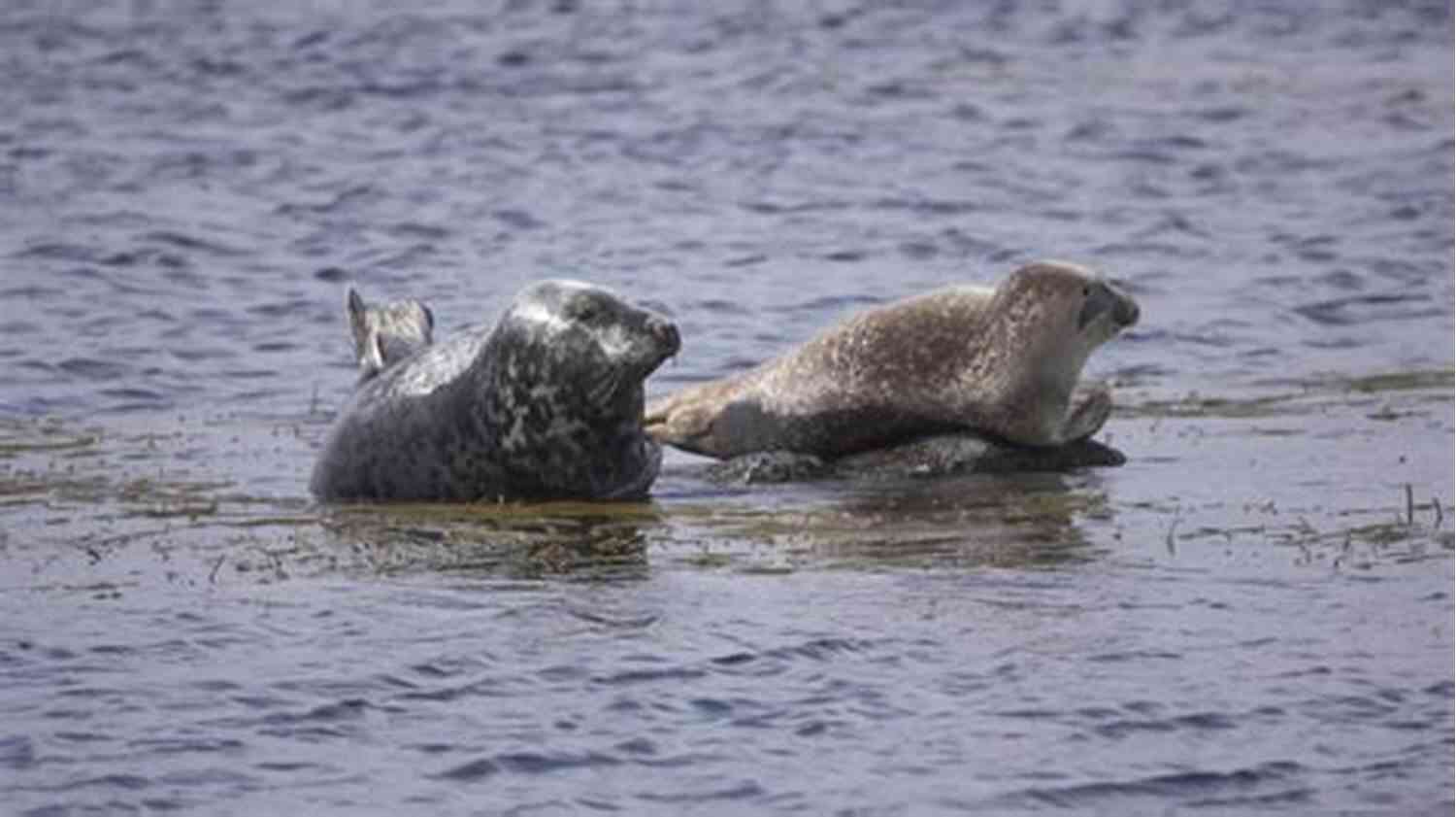 Seals Basking In The Moonlight On A Peaceful Night Night With A SEAL: Military Romantic Suspense (Hot SEALs)