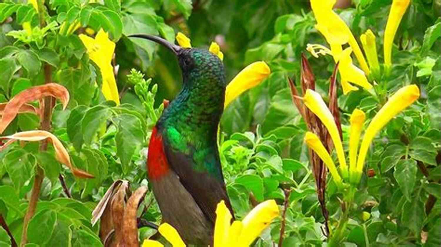 The Majestic Sunbirds Of The Karoo: A Mesmerizing South African Spectacle Born A Crime: Stories From A South African Childhood