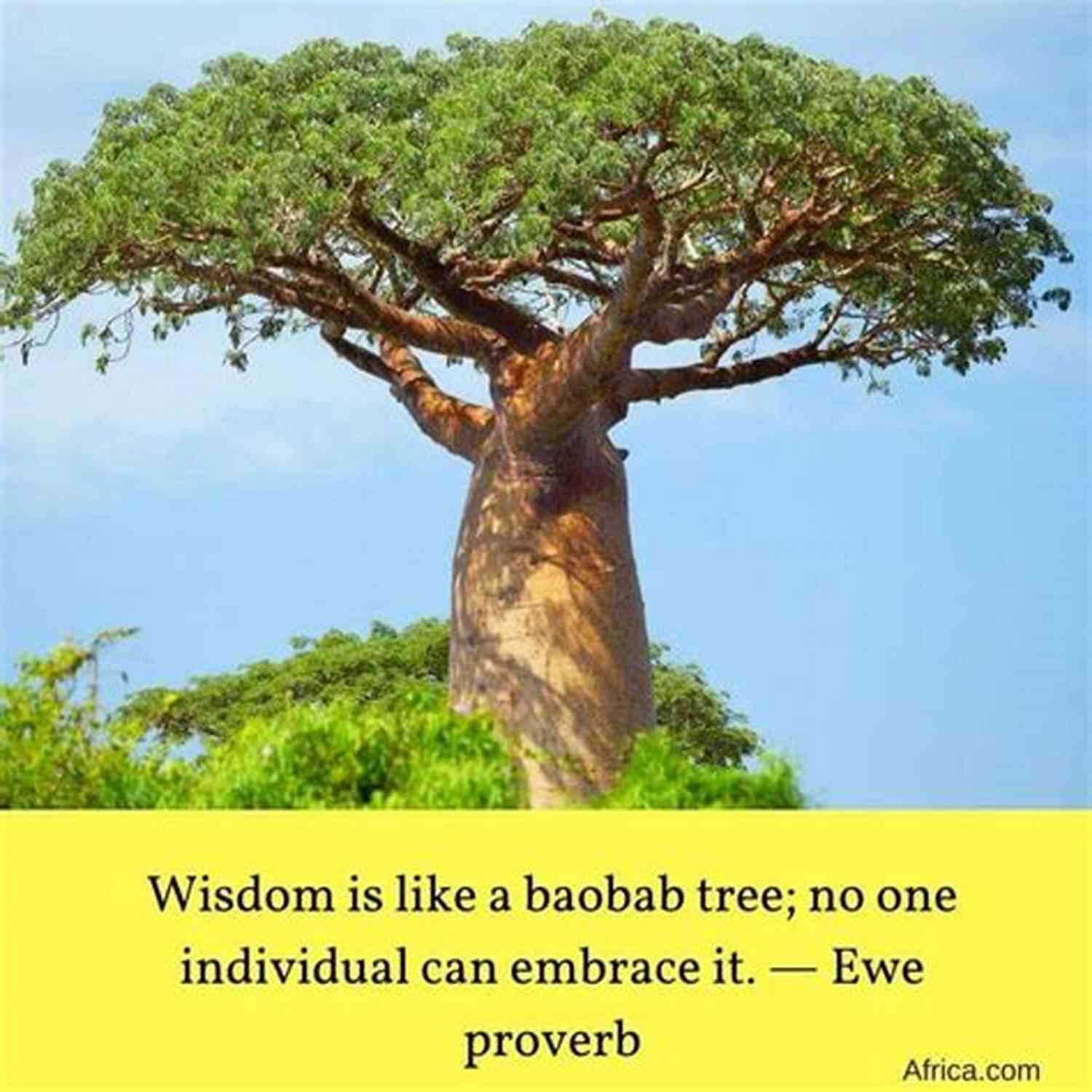 The Wisdom Of The Baobab Tree: A South African Tale Of Strength And Resilience Born A Crime: Stories From A South African Childhood