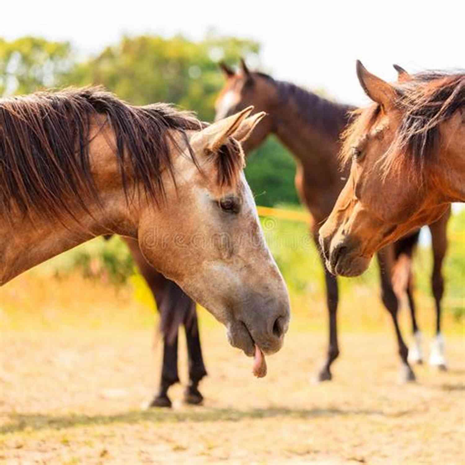Touch Of Cinnamon Emrys Apollo Graceful And Majestic Horse A Touch Of Cinnamon Emrys Apollo