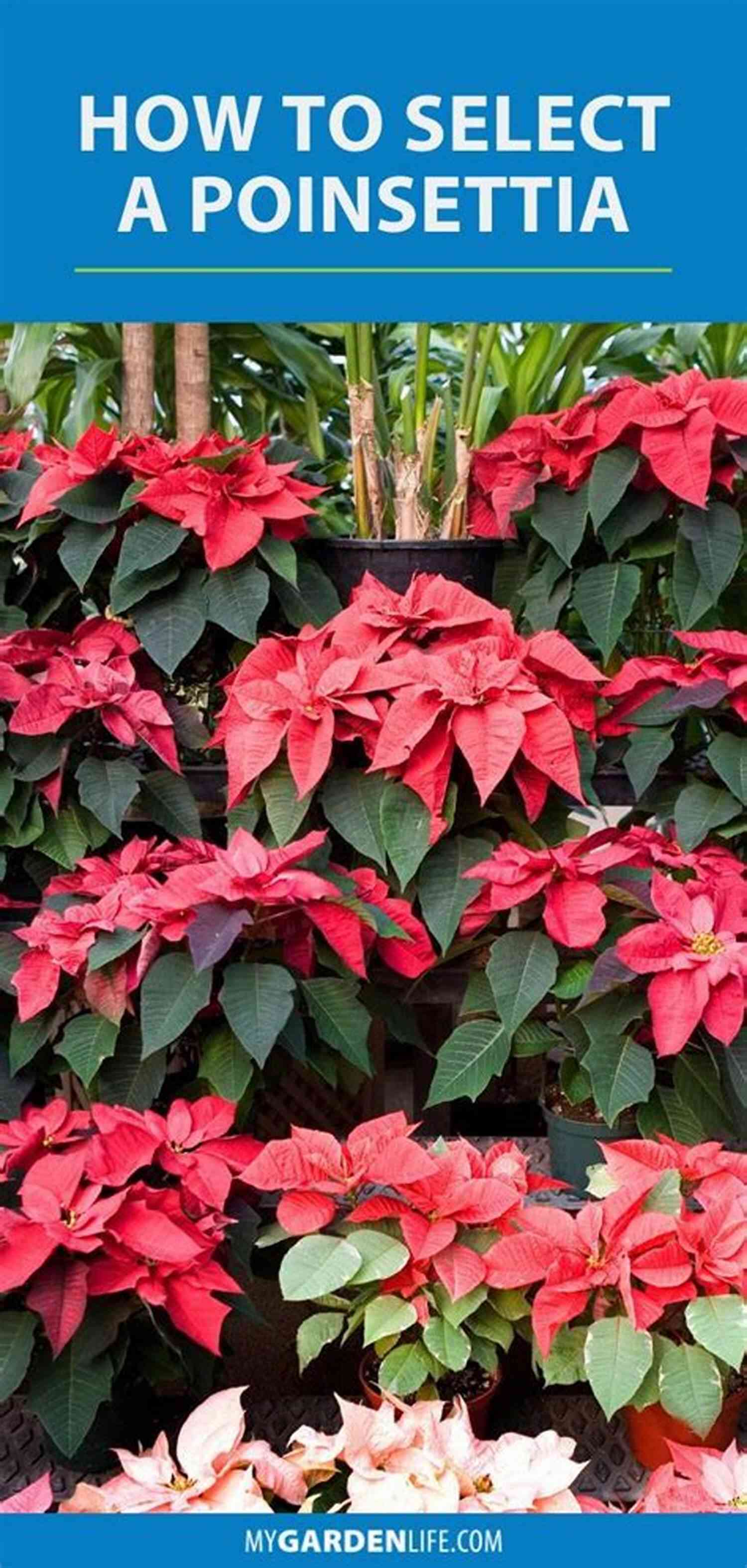 Poinsettia Plants Beginner Gardening Tips How To Care For Poinsettia Plants (Beginner Gardening 5)